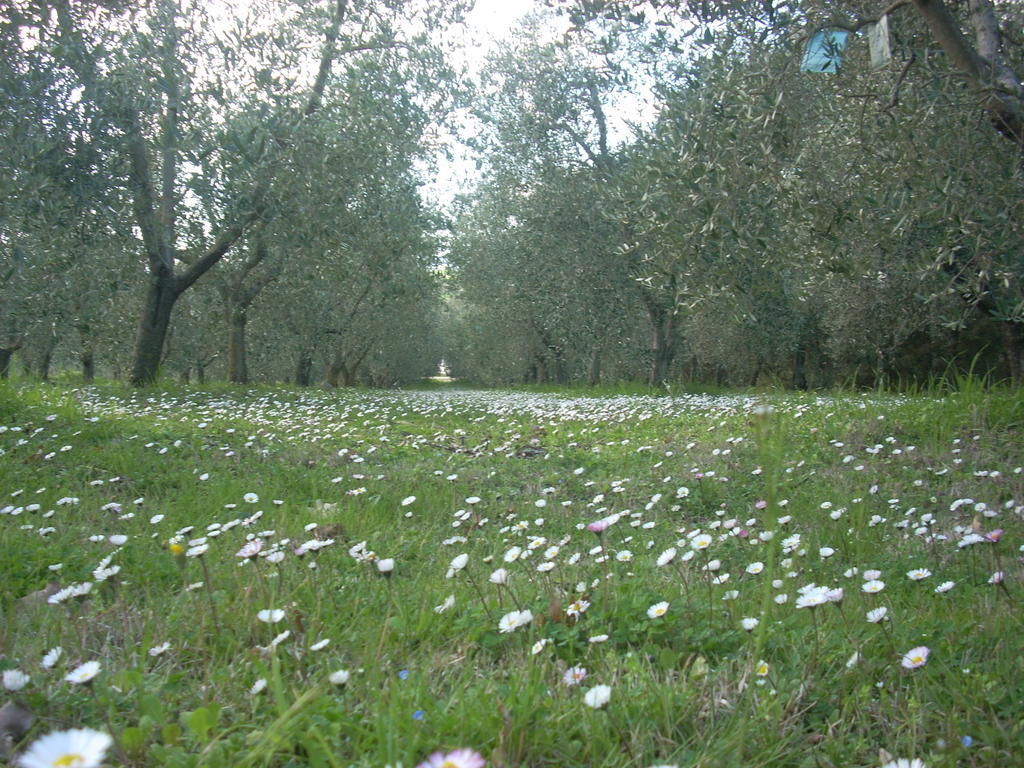 Residence Ai Campi Da Golf Saturnia Eksteriør bilde